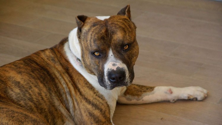 Стаффордширский терьер лиловый