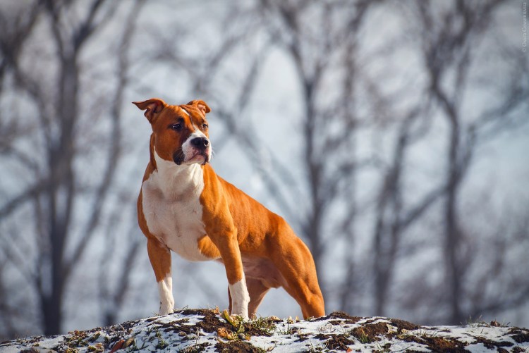 Американский стаффордширский терьер рыжий