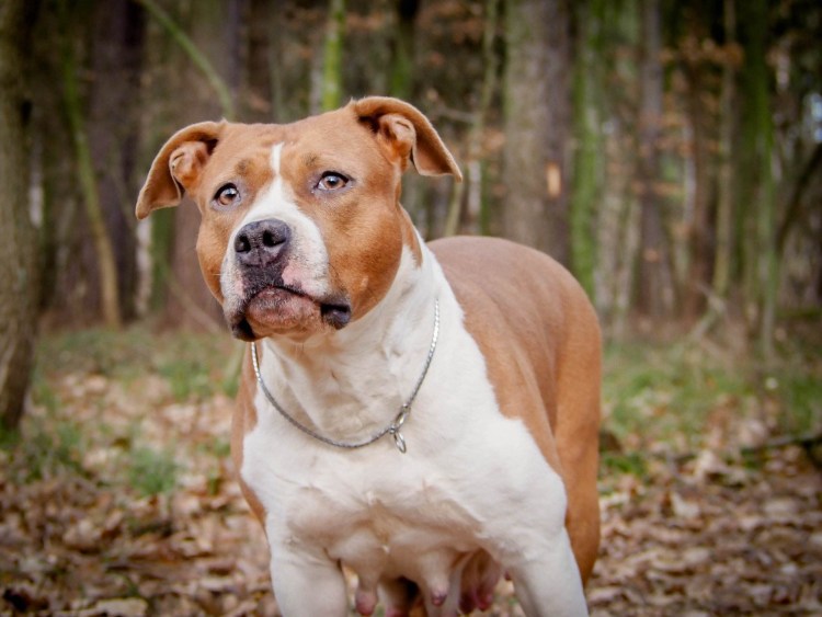 Американский стаффордширский терьер