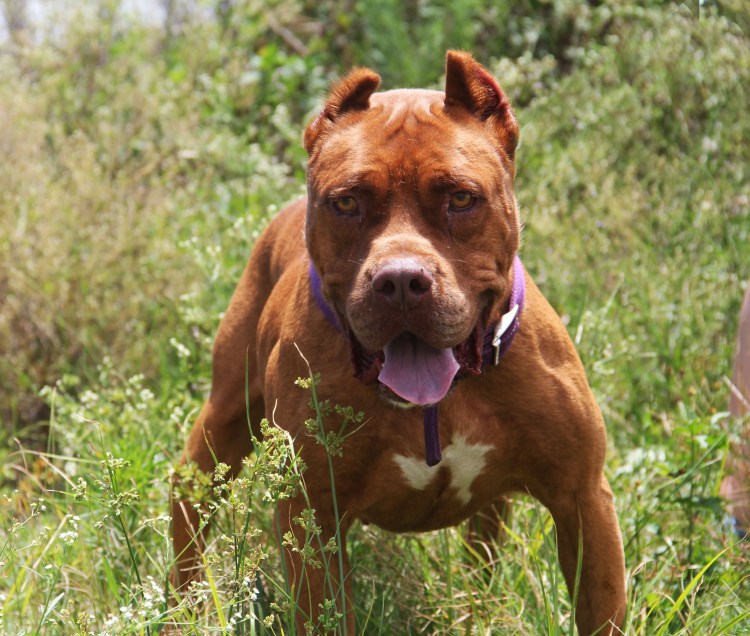 Кубинский стаффордширский терьер