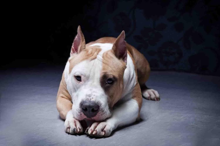 Бойцовские породы собак стаффордширский терьер