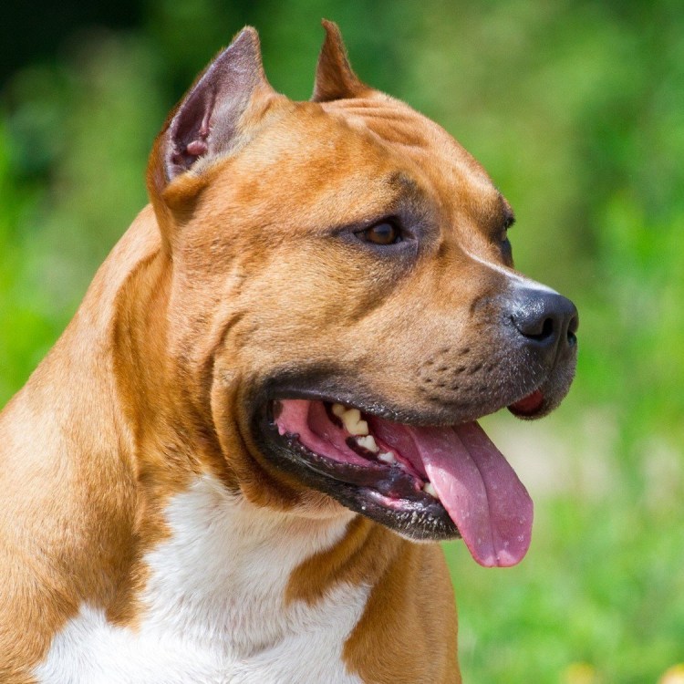 American Staffordshire Terrier