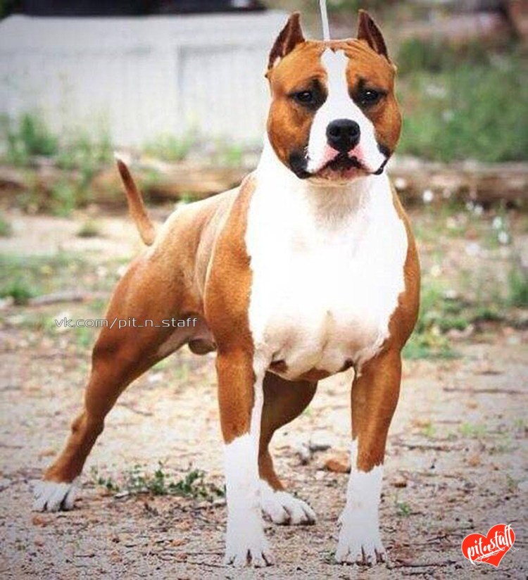 Стаффордширский терьер в атаке