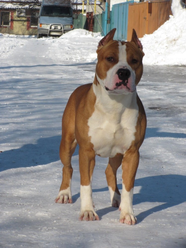 Аргентинский стаффордширский терьер