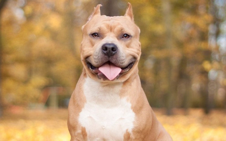 Американский стаффордширский терьер