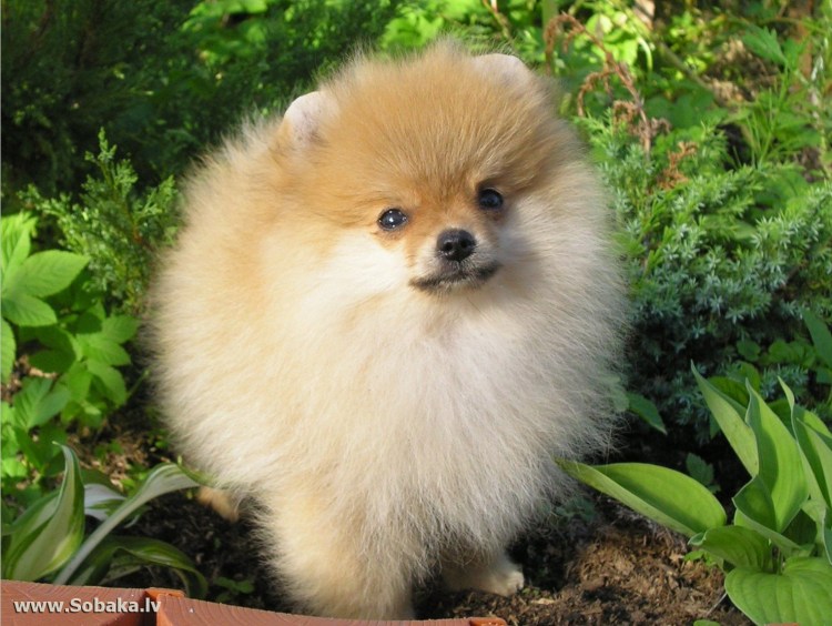 Чихуахуа кобби