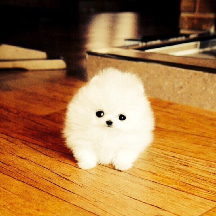 Китайский померанский шпиц белый