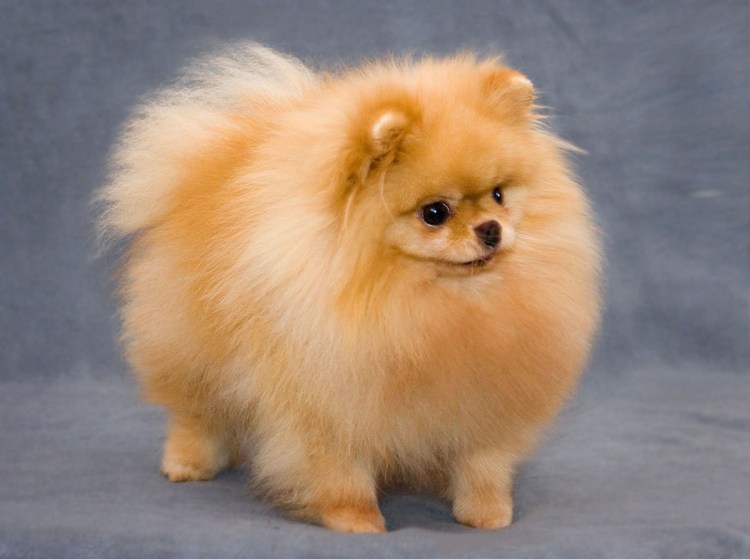 Американский шпиц