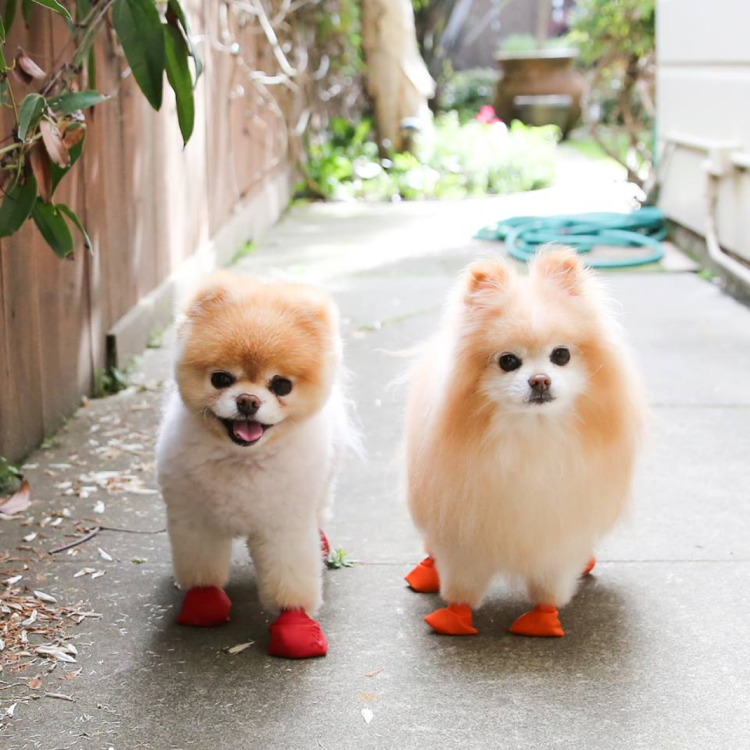 Померанский шпиц Teacup.