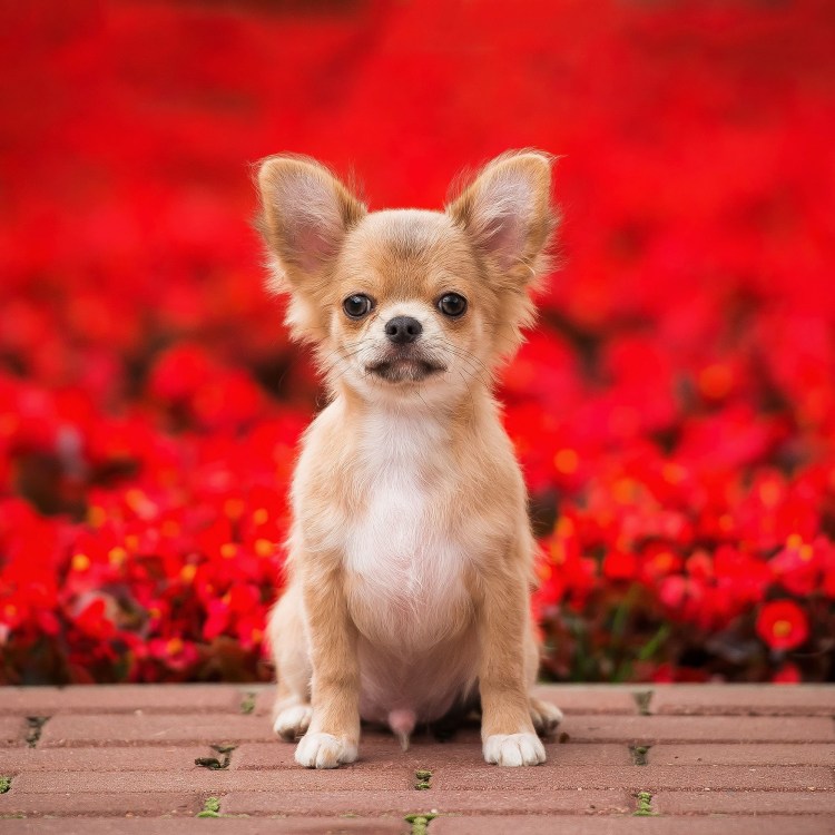 Шпиц померанский карликовый рыжий