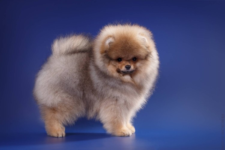 Порода собак чихуахуа