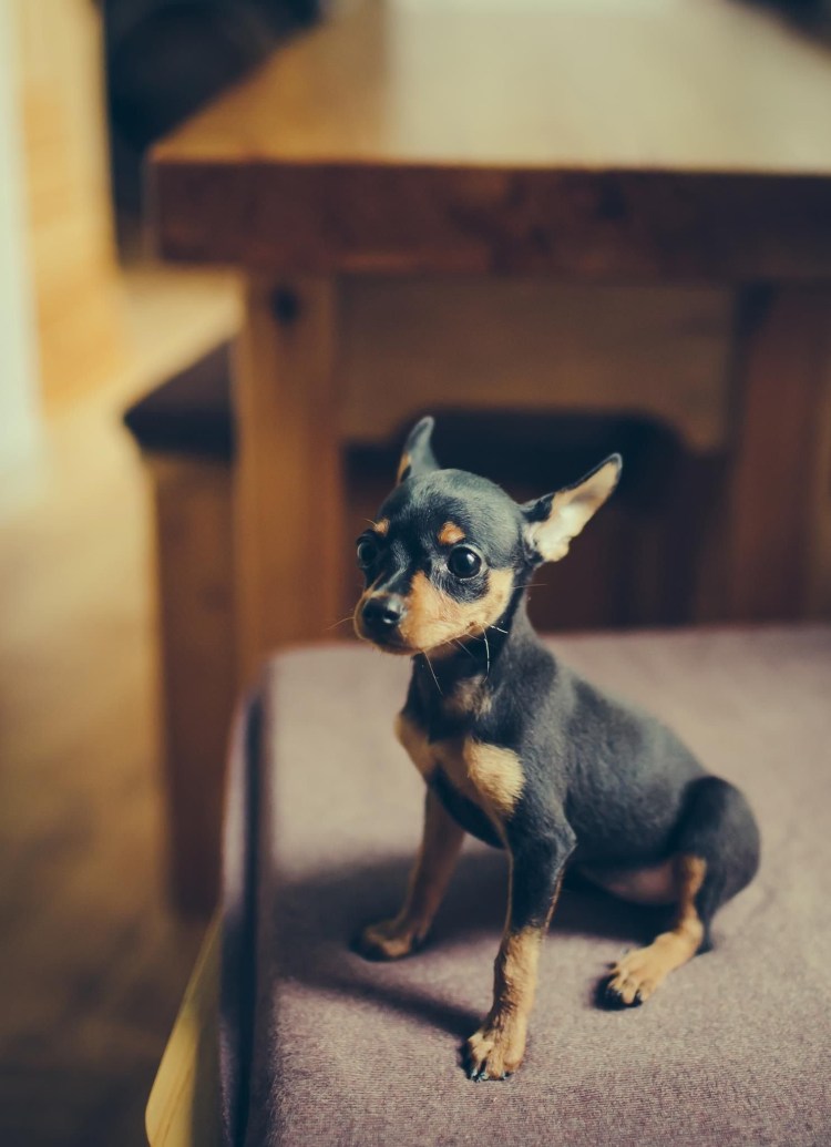 Карликовый Йоркширский терьер