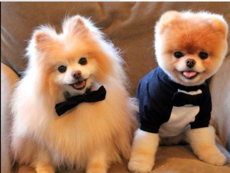 Мини шпиц мальтипу