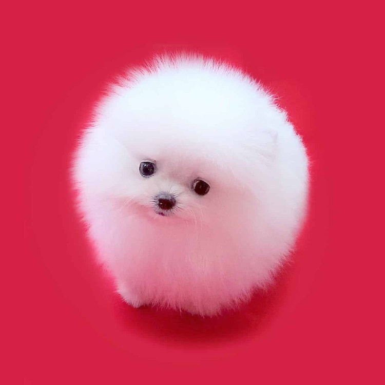 Померанский шпиц породы собак