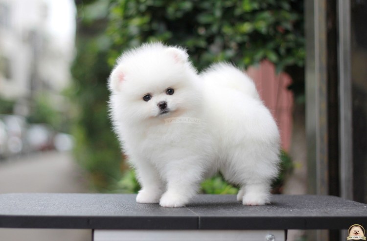 Шпиц карликовый белый
