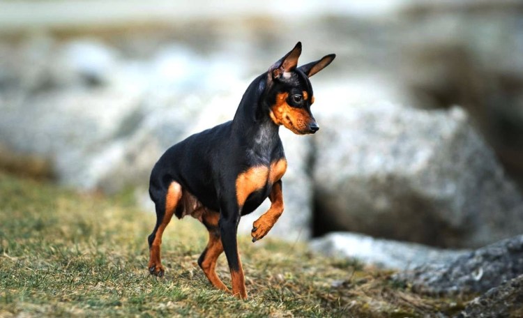 Доберман пинчеркардиковый