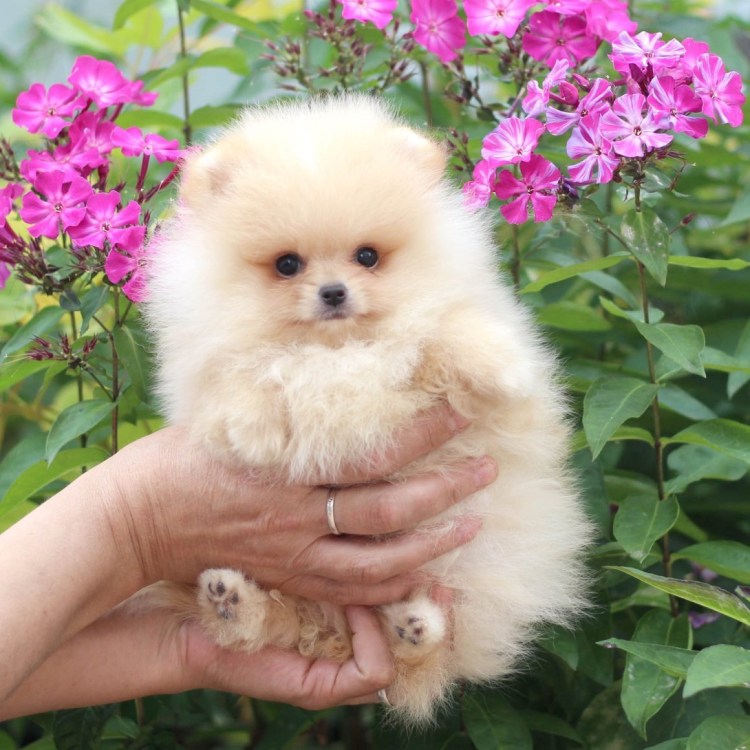 Померанский шпиц Тедди