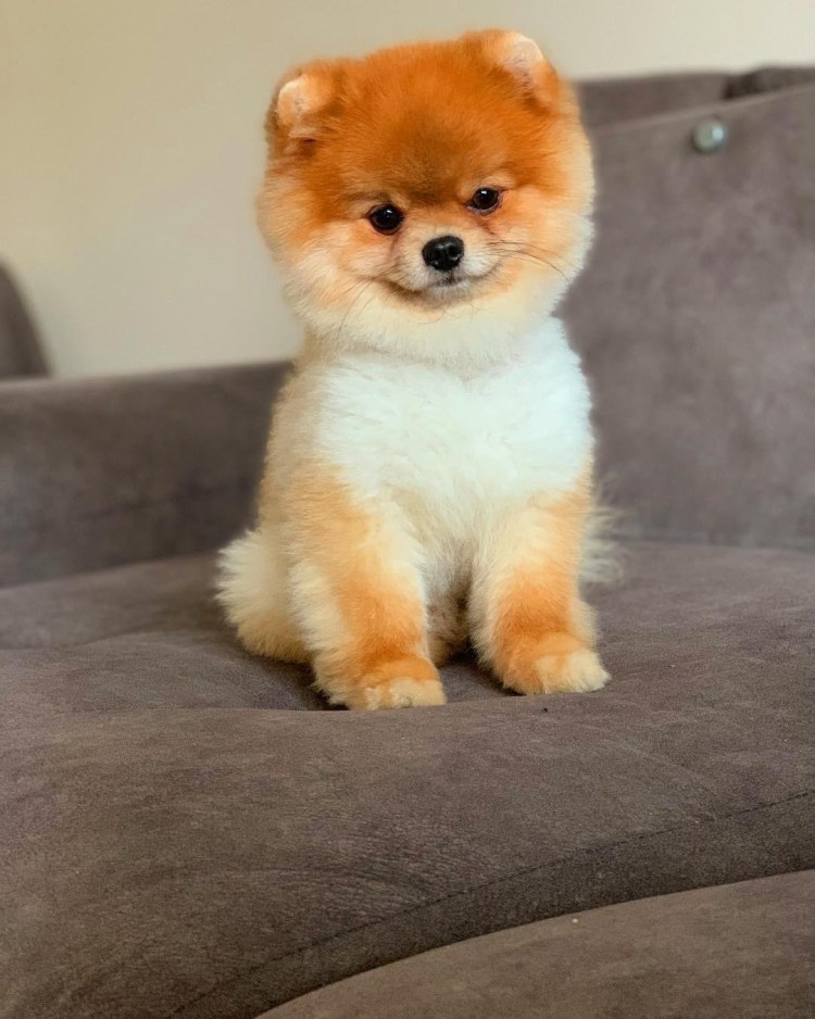 Шпиц померанский карликовый