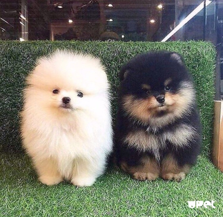 Померанский шпиц породы собак