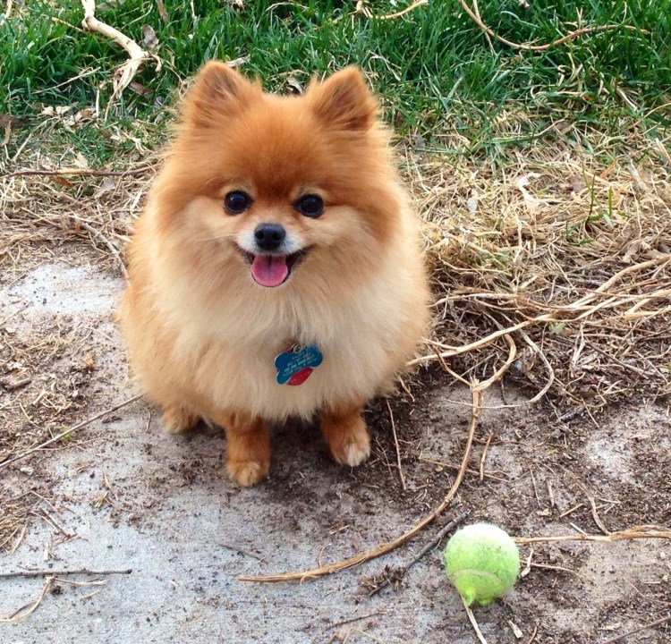 Померанский шпиц породы собак