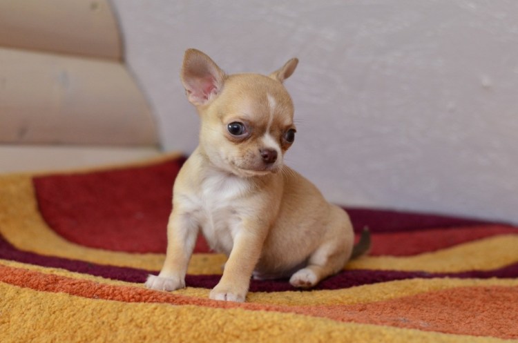 Померанский Пуппи