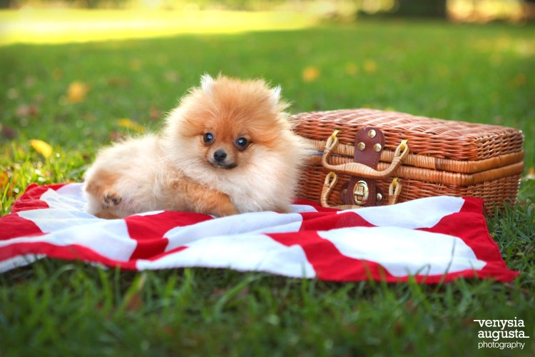 Карликовый пинчер Цвергпинчер