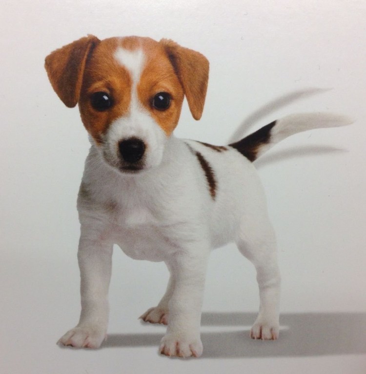 Джек Рассел щенок