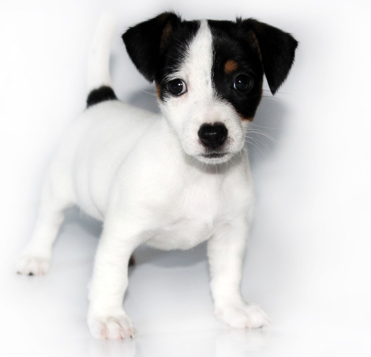 Джек Рассела трел черный