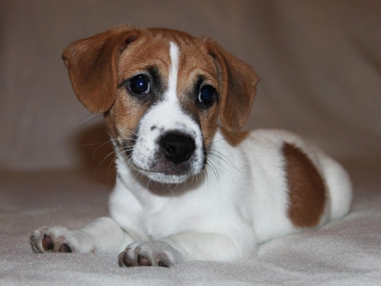 Парсон Джек Рассел терьер