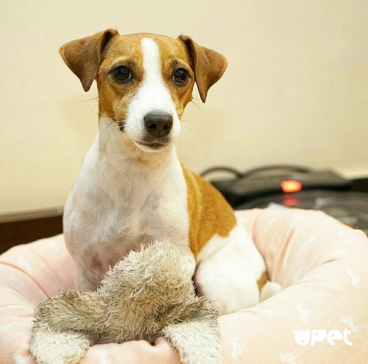 Джек-Рассел-терьер щен