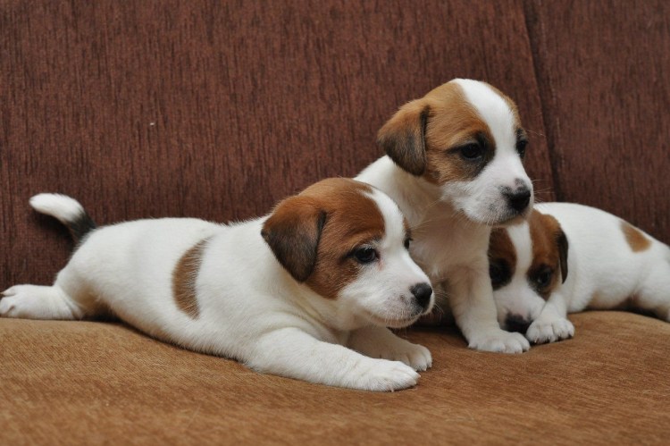 Джек Рассел щенок