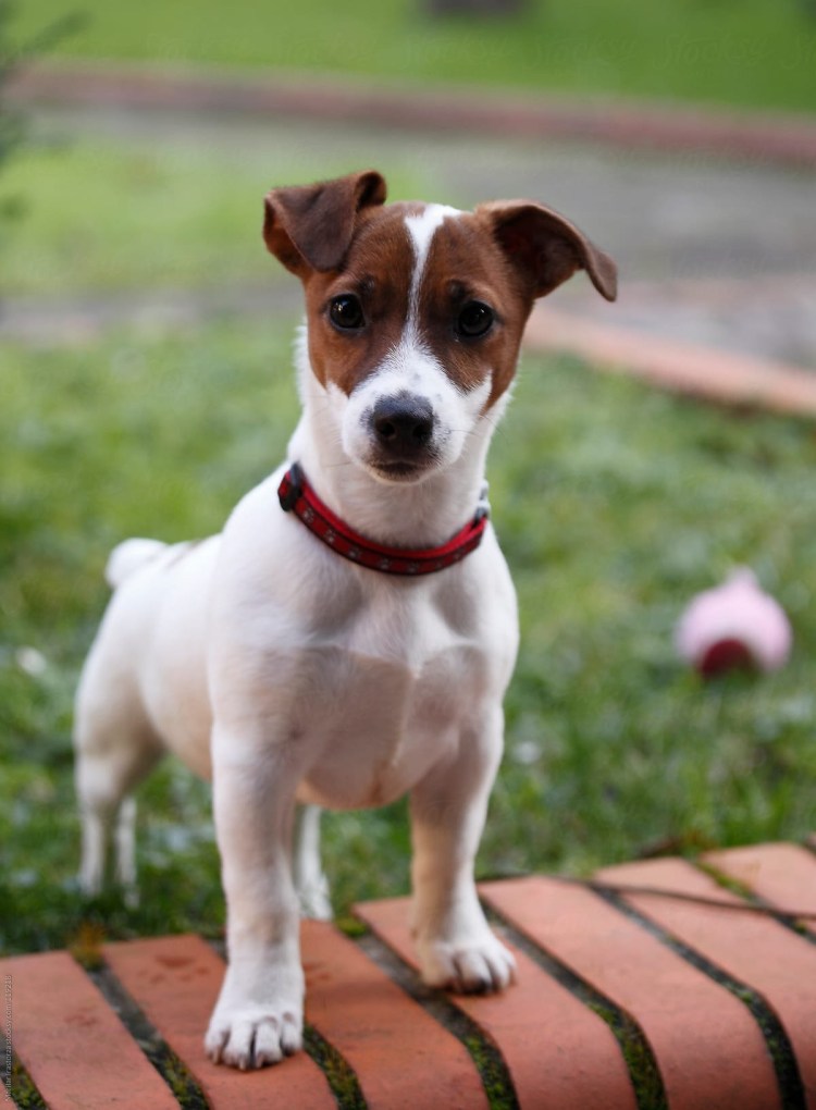 Собака Джек Рассел Террелл