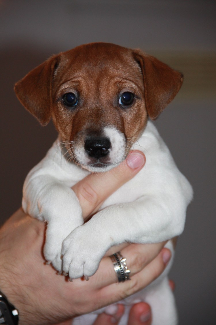 Собака Джек Рассел терьер