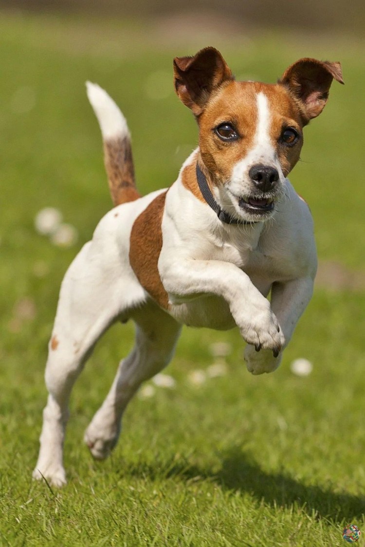 Терьер Джек Рассел терьер