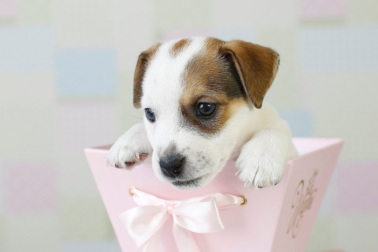 Джек Рассел щенок