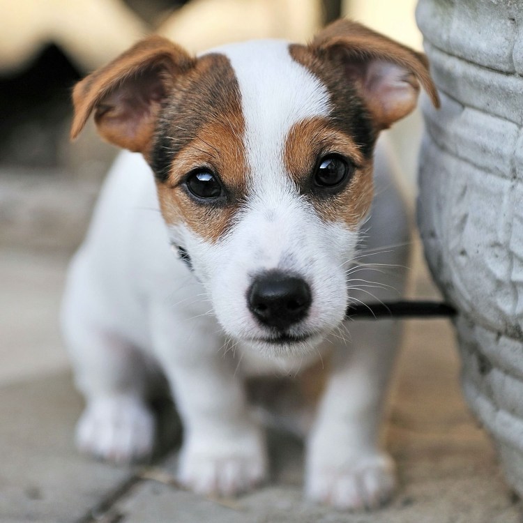 Рич Рассел терьер