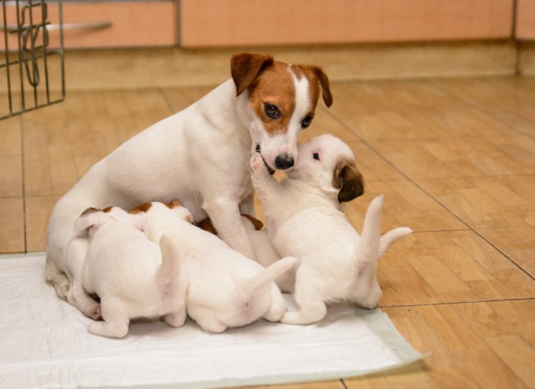 3 Джека- Рассел-терьера