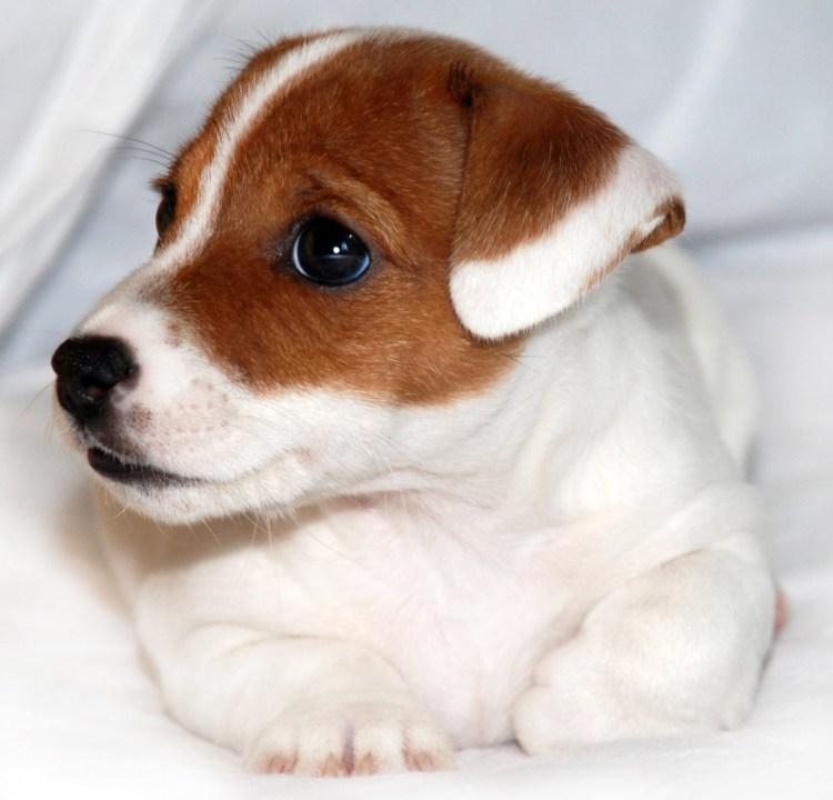 Рассел терьер гладкошерстный