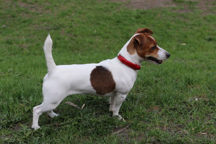Джек Рассел короткошерстный