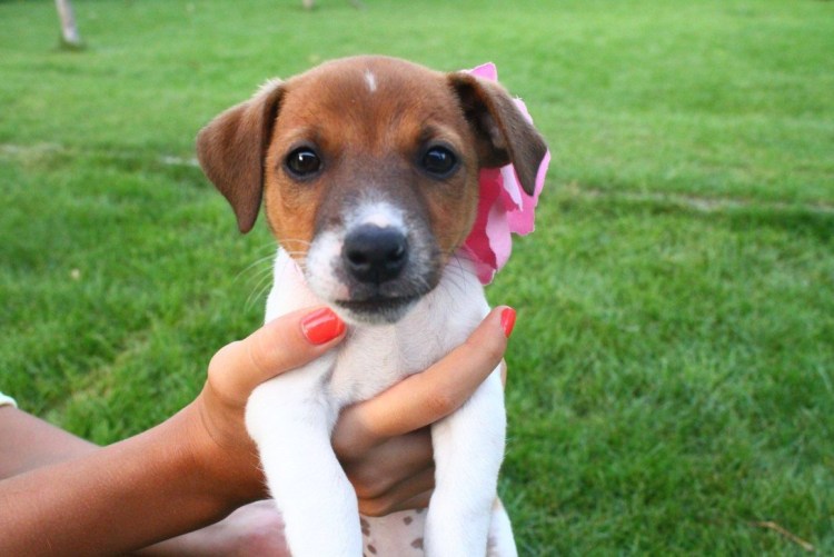 Карликовый Джек Рассел терьер