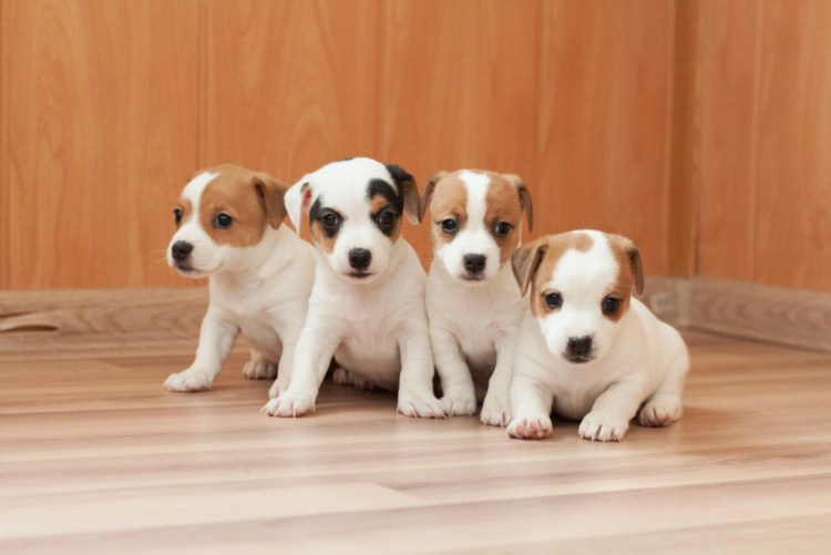 Джек-Рассел-терьер щенок