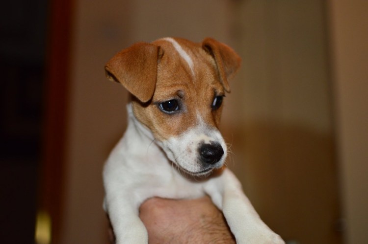 Джек Рассел