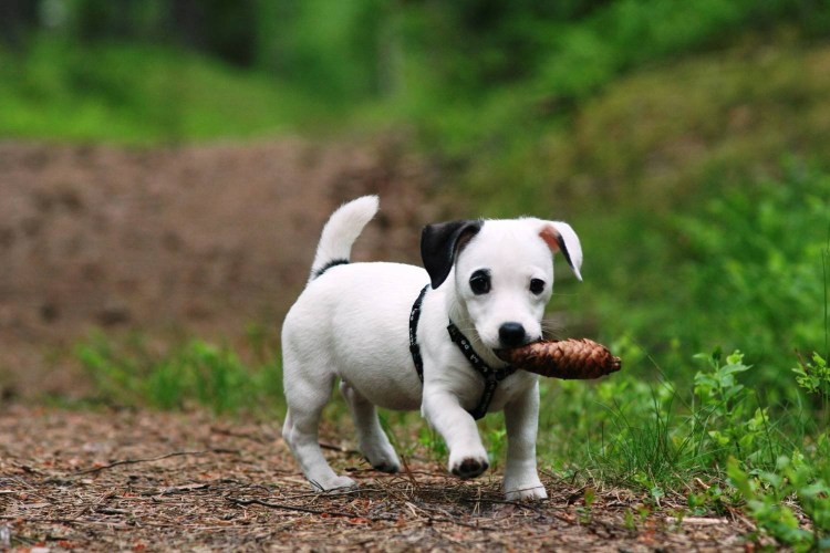 Джек-Рассел-терьер щенок