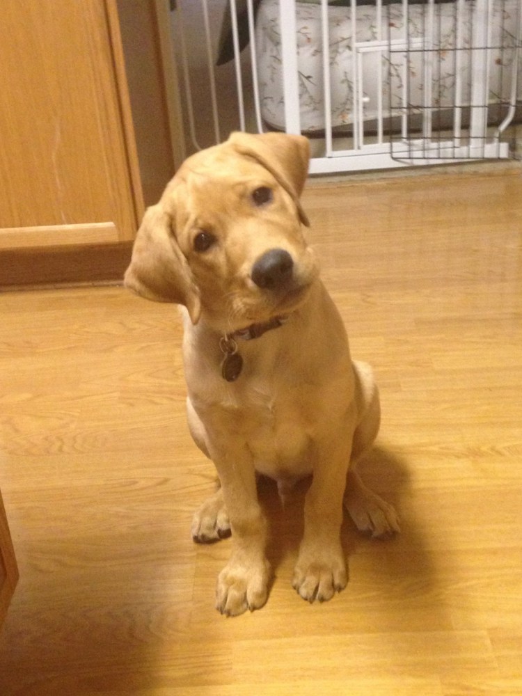 Метис лабрадора и ретривера