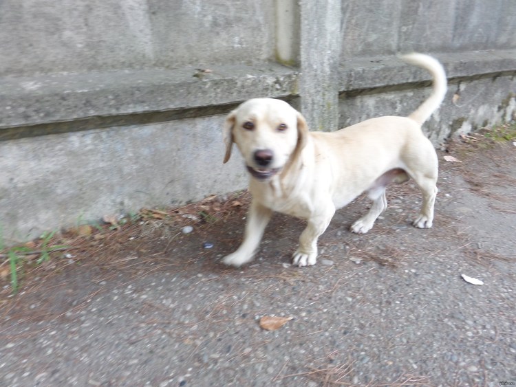 Смесь таксы и лабрадора