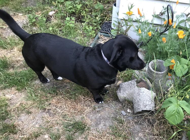 Ретривер черный