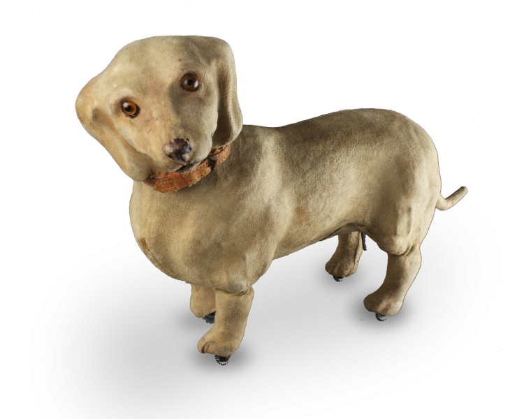 Такса и золотистый ретривер порода