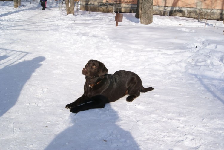 Одевалки для собак такса