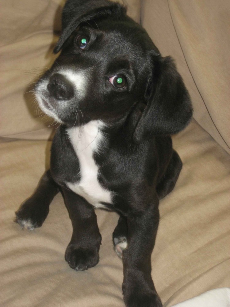 Метис таксы и ротвейлера