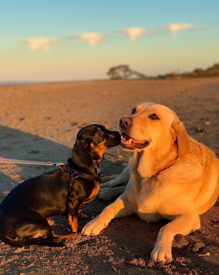 Лабрадор и такса